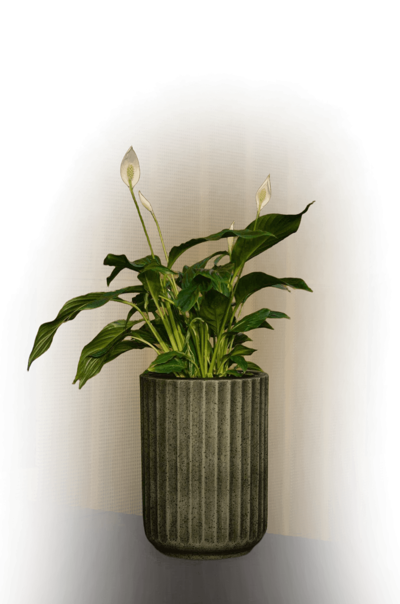 Navera Green with plant